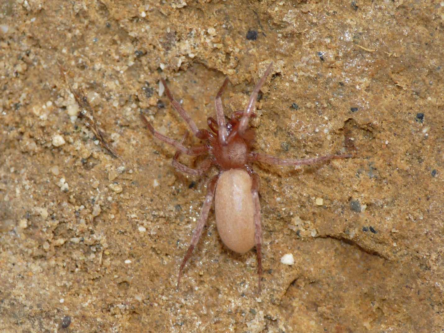 Mesiotelus sp.